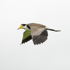 The masked lapwing is a large, common and conspicuous bird native to Australia, New Zealand and New Guinea.