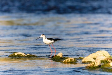Wild birds wade in the pristine lake, showcasing the beauty of nature and the diversity of wildlife in ornithology