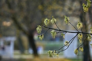 Spring tree branch close-up.