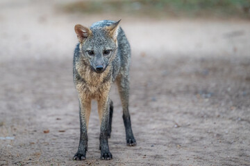 Crab-eating Fox standing on some cleared ground in the Pantanal