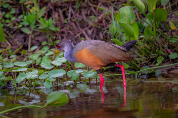 Grey-necked wood rail wading in the Black 
river in the Pantanal