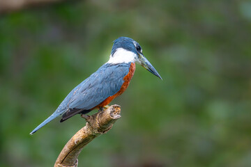Ringed Kingfisher in the Pantanal