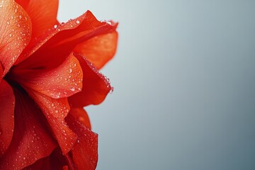 closeup view of beautiful red rose