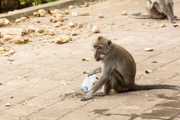 monkey drink from mineral water bottle