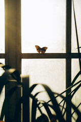 butterfly on a window