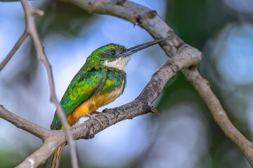 Rufous- Tailed Jacamar