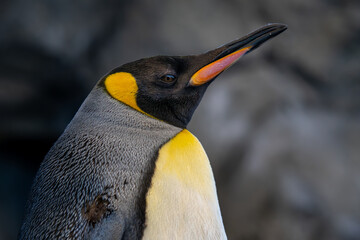 emperor penguin close up © Jim