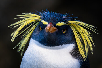 close up of a penguin © Jim