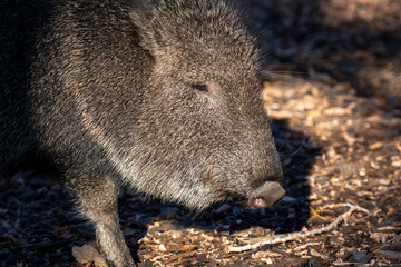 wild boar in zoo