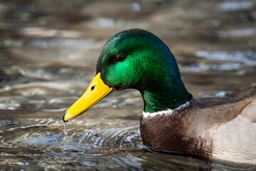 duck on a pond