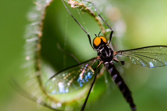 crane fly (tipulidae)  on green leafes