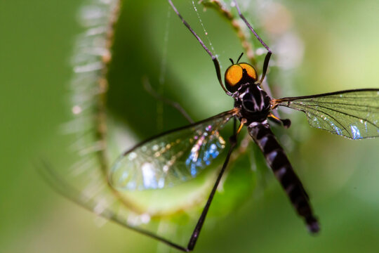 crane fly (tipulidae)  on green leafes
