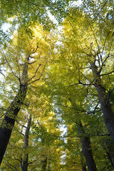 殿ヶ谷戸庭園の紅葉