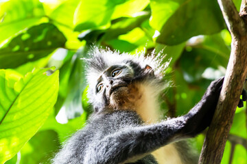 Thomas leaf mongkey