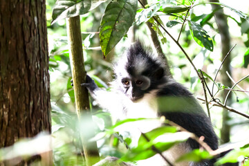 Thomas leaf mongkey