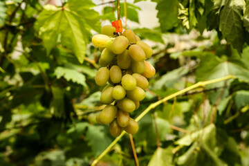 grapes in the vineyard