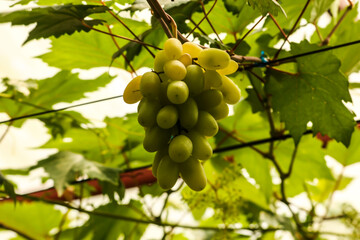 grapes in the vineyard