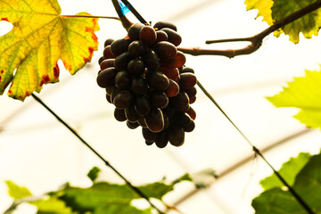 grapes in the vineyard