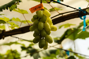 grapes in the vineyard