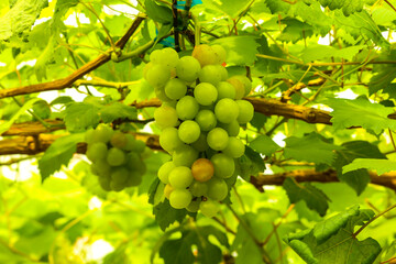 grapes in the vineyard