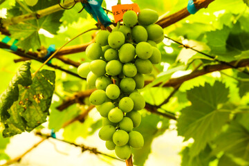 grapes in the vineyard