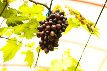 grapes in the vineyard