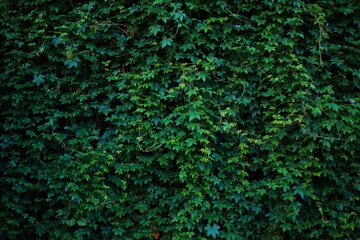 A wall completely covered in green ivy with a few purple flowers. The leaves are lush and vibrant,...