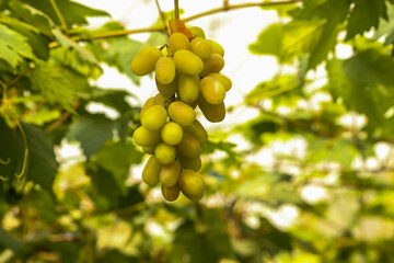 grapes in the vineyard