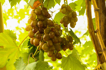 grapes in the vineyard