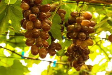 grapes in the vineyard