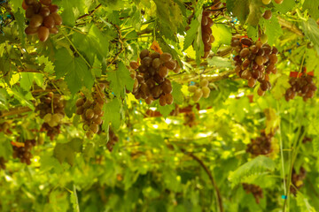 grapes in the vineyard