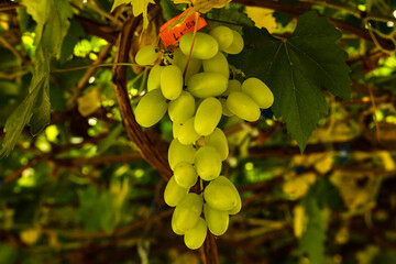 grapes in the vineyard