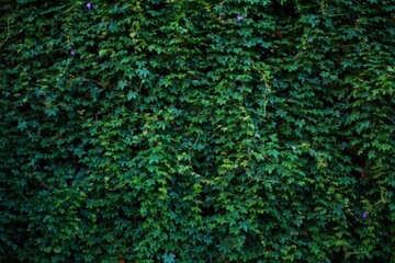A wall completely covered in green ivy with a few purple flowers. The leaves are lush and vibrant, creating a natural, textured background.