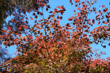 大田黒公園の紅葉