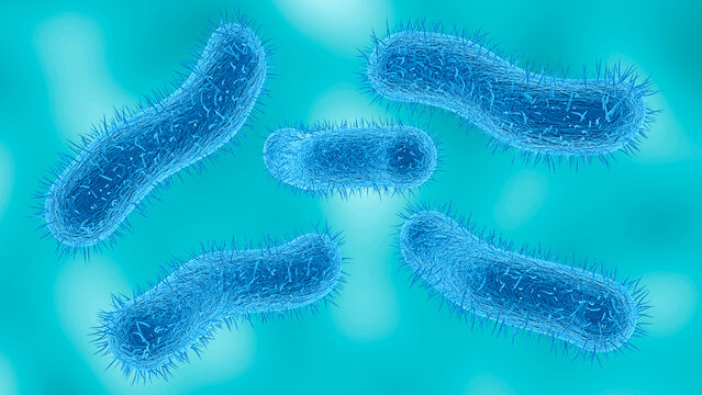 Microscopic view of the Shigella bacteria that causes a disease called Shigellosis