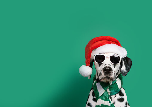 Dalmata perro con gorro de Navidad papa noel y bufanda. Imagen para tarjeta de felicitaciones. Perrera