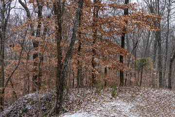 forest in winter