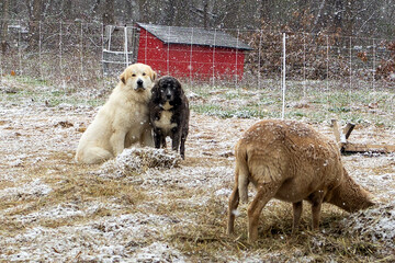 Obraz premium dog in the snow