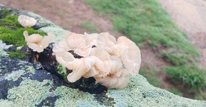 Ear fungus sticks to wood