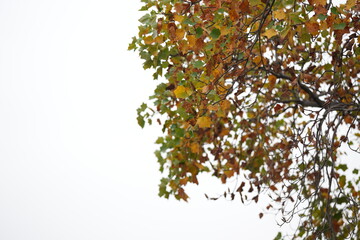 Autumn leaves in a large park in Obu City, Aichi Prefecture, November 14, 2024