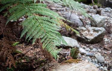 New Zealand flora fern plant green lush 