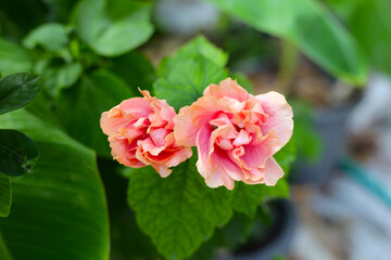 Hibiscus flower with leaves in the garden