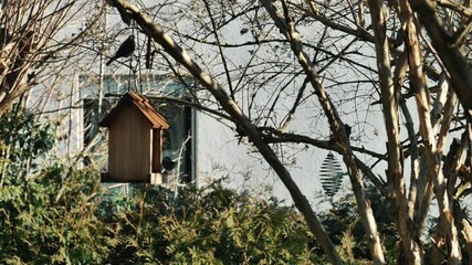 Wooden bird feeder.Birds peck food from the feeders sitting on the branches of a tree. Feeding birds in the cold season. Titmouse pecks food from a bird feeder on a tree in an autumn garden. 4k