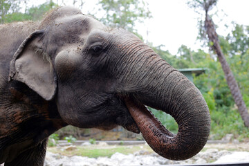 Thai elephant in the zoo
