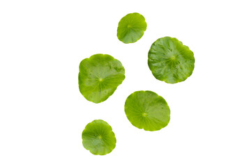 Green leaves of centella asiatica with rain drop (Gotu Kola) Fresh herb plant