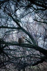 Cat climbing on the tree,beautiful wild animal on the branche 