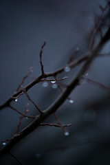 branches of a tree in winter