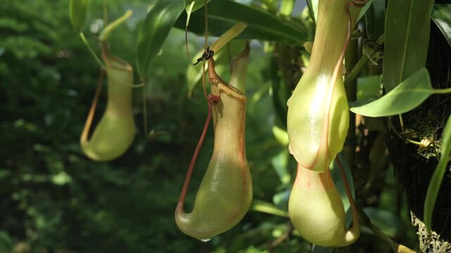 Nepenthes Carnivorous Plants 4K Nature and Botanical Video