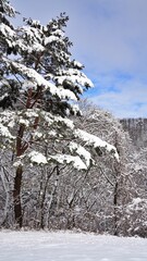 Winter Garden of Ilwolsan Mountain, Korea
