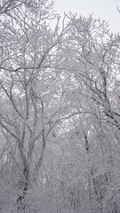 Snow-covered winter trees in Mt. Ilwol, Korea